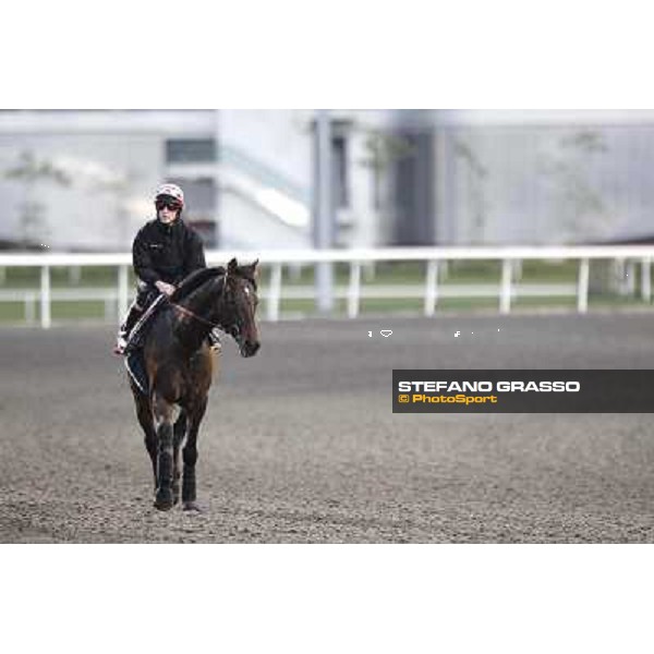 Morning track works at Meydan - Twice Over Dubai - Meydan 24th march 2011 ph.Stefano Grasso