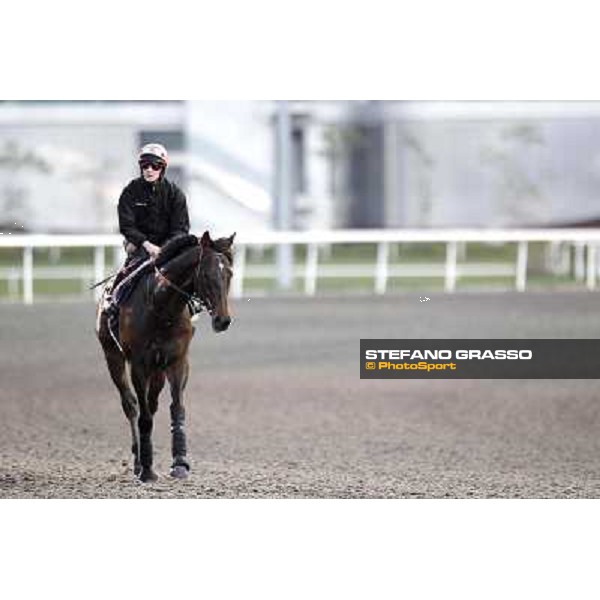 Morning track works at Meydan - Twice Over Dubai - Meydan 24th march 2011 ph.Stefano Grasso
