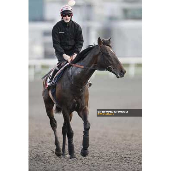 Morning track works at Meydan - Twice Over Dubai - Meydan 24th march 2011 ph.Stefano Grasso