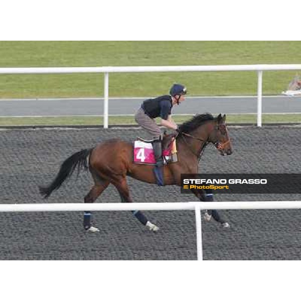 Morning track works at Meydan - Mantoba Dubai - Meydan 24th march 2011 ph.Stefano Grasso