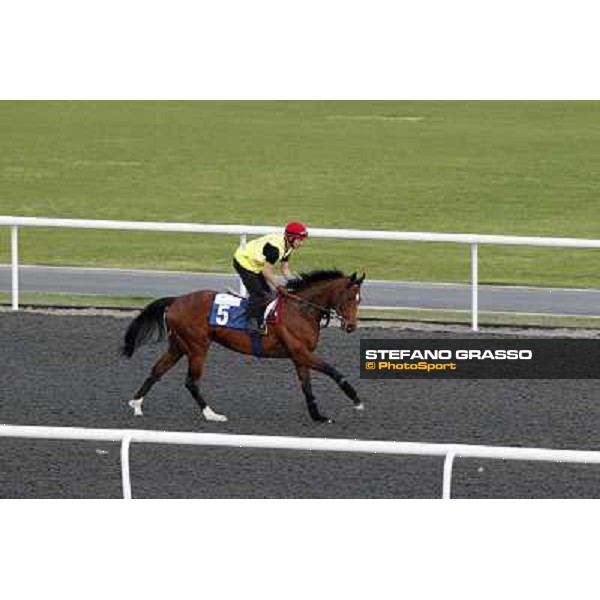 Morning track works at Meydan - Red Jazz Dubai - Meydan 24th march 2011 ph.Stefano Grasso