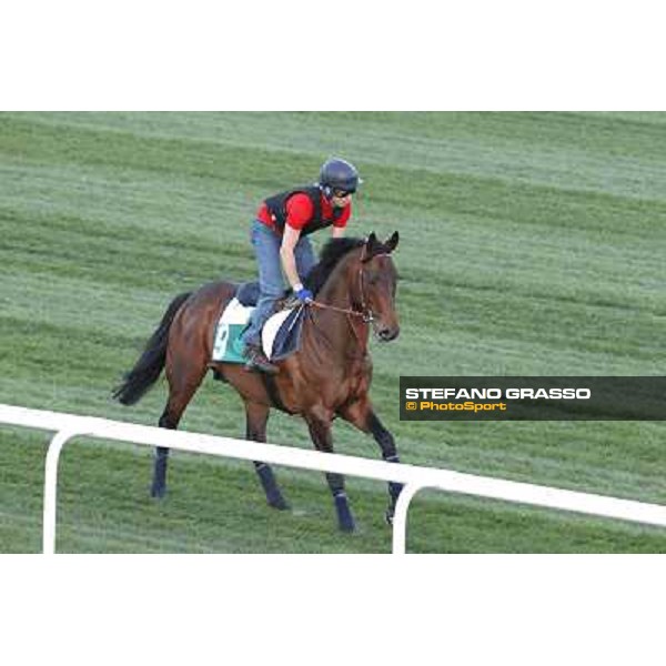 Morning track works at Meydan - Chinchon Dubai - Meydan 24th march 2011 ph.Stefano Grasso