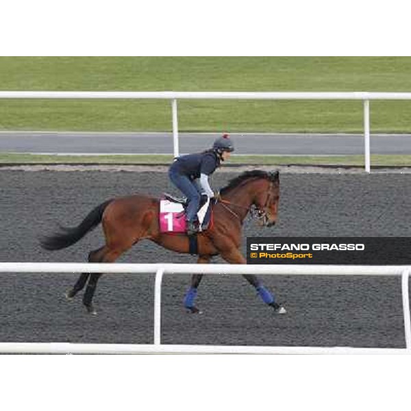 Morning track works at Meydan - Ahlaain Dubai - Meydan 24th march 2011 ph.Stefano Grasso