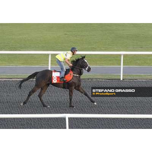 Morning track works at Meydan - Sole Power Dubai - Meydan 24th march 2011 ph.Stefano Grasso