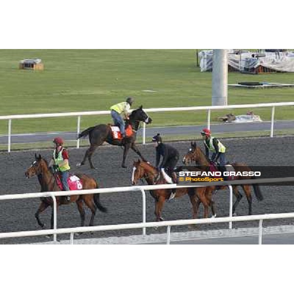 Morning track works at Meydan Dubai - Meydan 24th march 2011 ph.Stefano Grasso