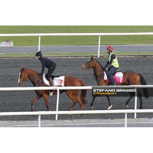 Morning track works at Meydan - Cape Blanco and Alexander Pope Dubai - Meydan 24th march 2011 ph.Stefano Grasso