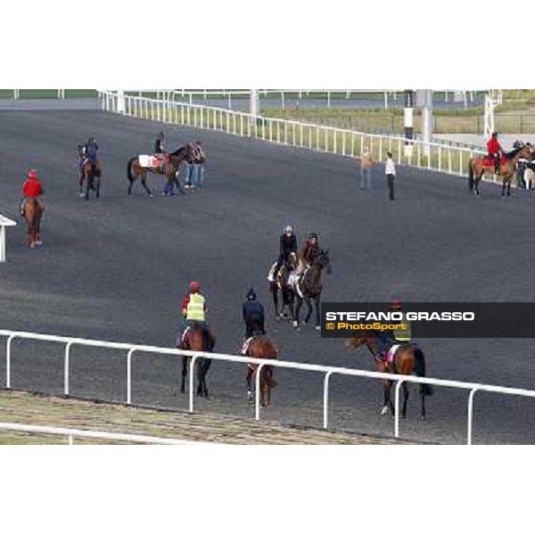 Morning track works at Meydan Dubai - Meydan 24th march 2011 ph.Stefano Grasso