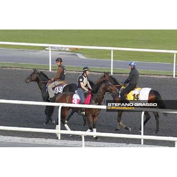 Morning track works at Meydan - Laser Bullet (9) - Royal Bench (14) Dubai - Meydan 24th march 2011 ph.Stefano Grasso
