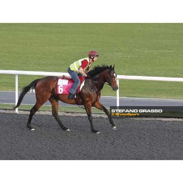 Morning track works at Meydan - Master of Hounds Dubai - Meydan 24th march 2011 ph.Stefano Grasso