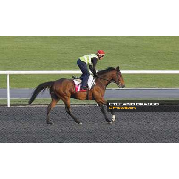 Morning track works at Meydan - Alexander Pope Dubai - Meydan 24th march 2011 ph.Stefano Grasso