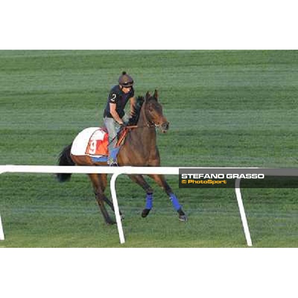 Morning track works at Meydan - Mar Adentro Dubai - Meydan 24th march 2011 ph.Stefano Grasso