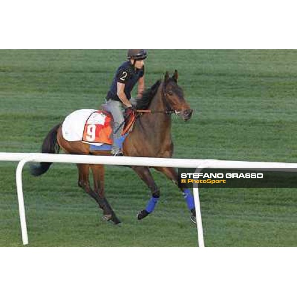 Morning track works at Meydan - Mar Adentro Dubai - Meydan 24th march 2011 ph.Stefano Grasso