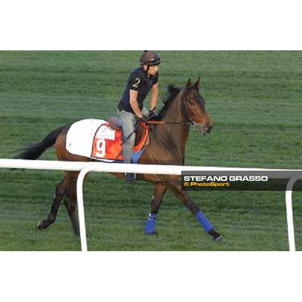 Morning track works at Meydan - Invincible Ash Dubai - Meydan 24th march 2011 ph.Stefano Grasso