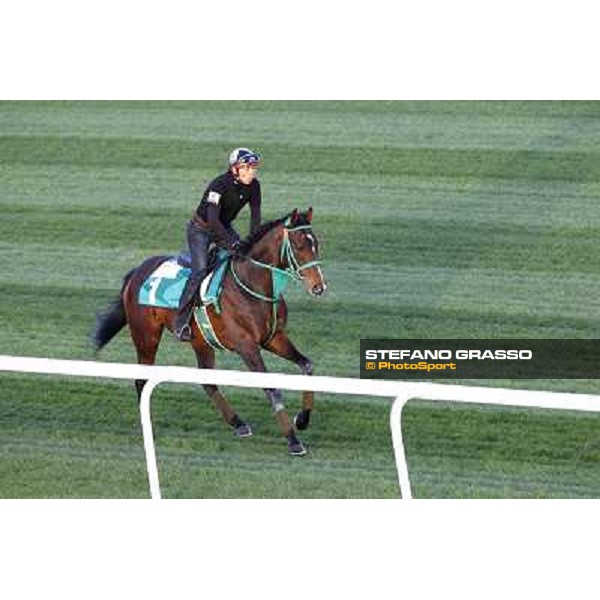 Morning track works at Meydan - Rulership Dubai - Meydan 24th march 2011 ph.Stefano Grasso
