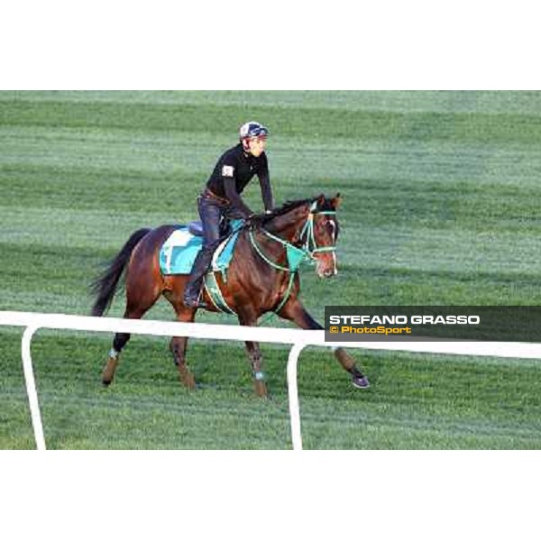 Morning track works at Meydan - Rulership Dubai - Meydan 24th march 2011 ph.Stefano Grasso