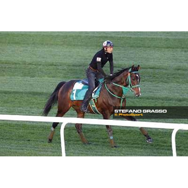 Morning track works at Meydan - Rulership Dubai - Meydan 24th march 2011 ph.Stefano Grasso
