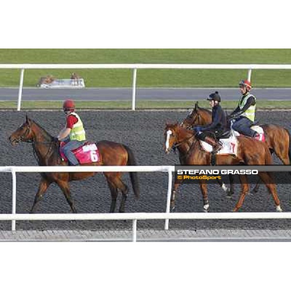 Morning track works at Meydan - Master of Hounds, Cape Blanco and Alexander Pope Dubai - Meydan 24th march 2011 ph.Stefano Grasso