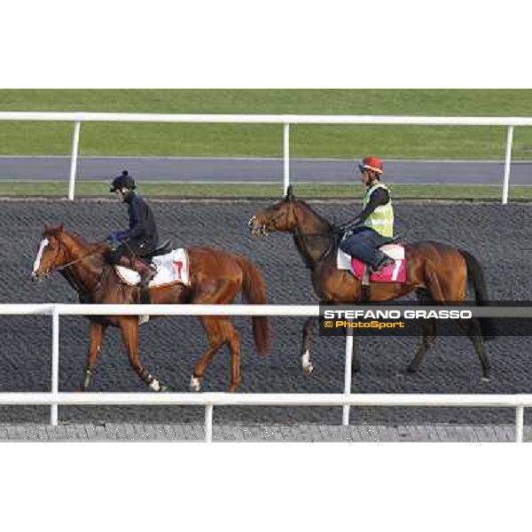 Morning track works at Meydan - Cape Blanco and Alexander Pope Dubai - Meydan 24th march 2011 ph.Stefano Grasso