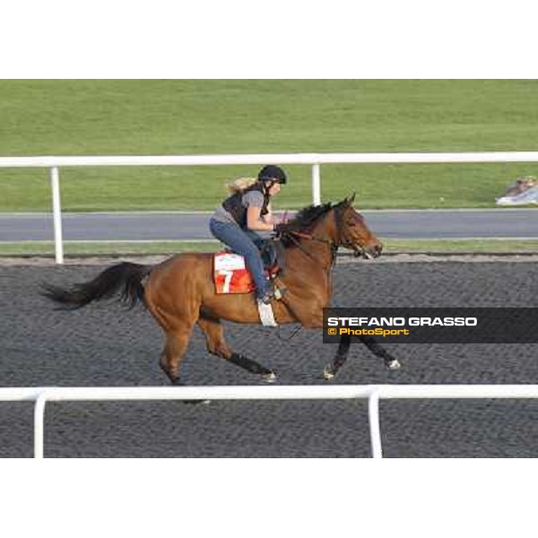Morning track works at Meydan - Stradivinsky Dubai - Meydan 24th march 2011 ph.Stefano Grasso
