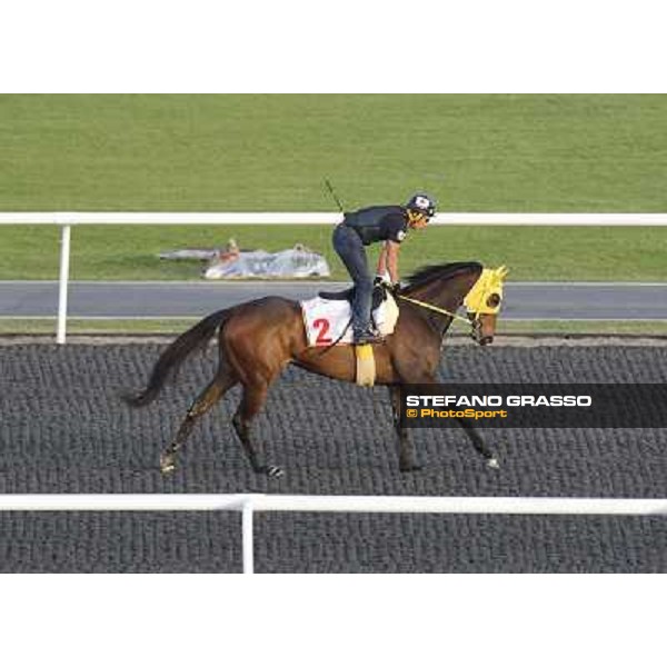 Morning track works at Meydan - Buena Vista Dubai - Meydan 24th march 2011 ph.Stefano Grasso