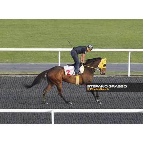 Morning track works at Meydan - Buena Vista Dubai - Meydan 24th march 2011 ph.Stefano Grasso