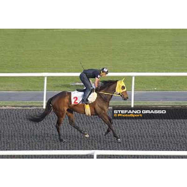 Morning track works at Meydan - Buena Vista Dubai - Meydan 24th march 2011 ph.Stefano Grasso