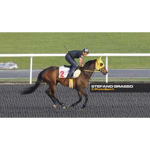 Morning track works at Meydan - Buena Vista Dubai - Meydan 24th march 2011 ph.Stefano Grasso