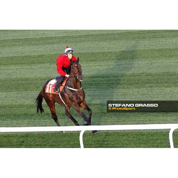 Morning track works at Meydan - Better be the One Dubai - Meydan 24th march 2011 ph.Stefano Grasso