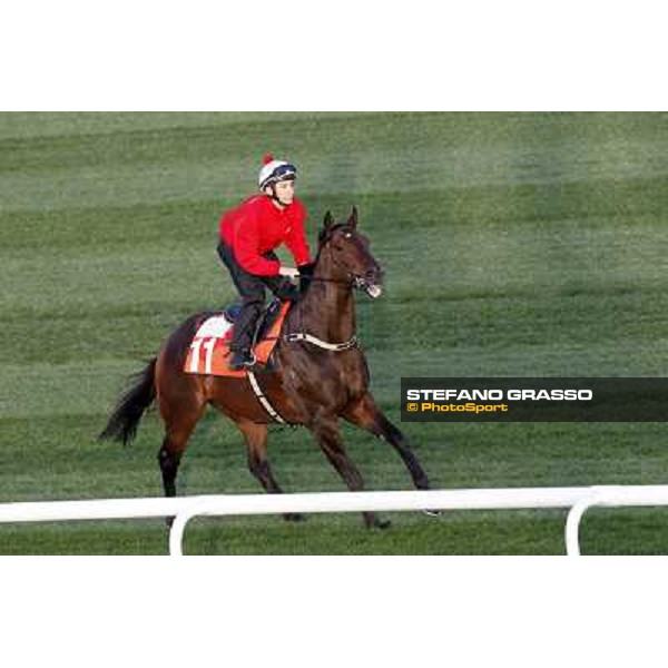 Morning track works at Meydan - Better Be the One Dubai - Meydan 24th march 2011 ph.Stefano Grasso