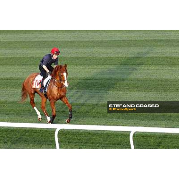 Piccadilly Filly during a light morning work at Meydan racetrack Meydan, 24th march 2011 ph.Stefano Grasso