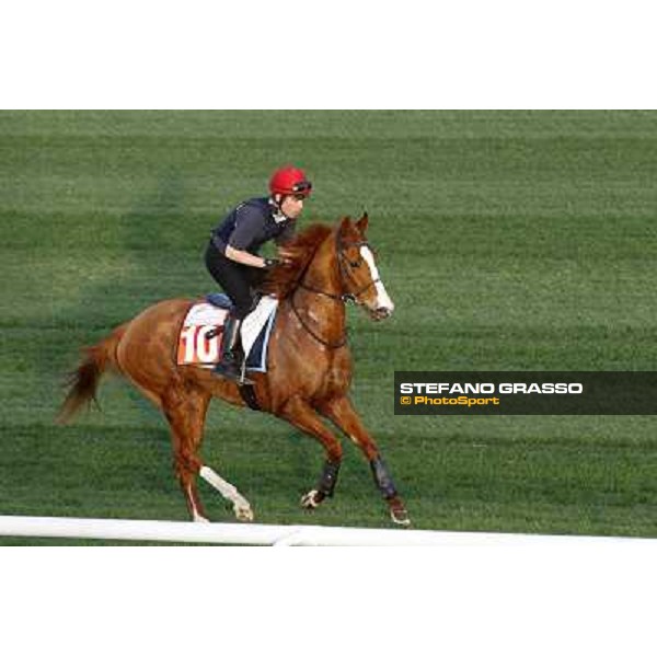 Morning track works at Meydan - Piccadilly Filly Dubai - Meydan 24th march 2011 ph.Stefano Grasso