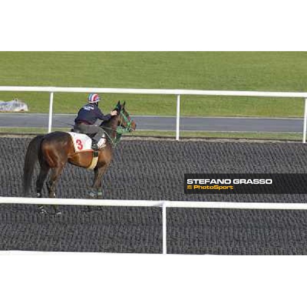 Morning track works at Meydan - Mirco Demuro gives a caress to Victoire Pisa after morning track works Dubai - Meydan 24th march 2011 ph.Stefano Grasso