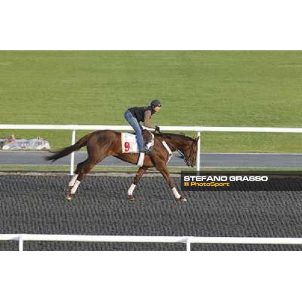 Morning track works at Meydan - Fly Down Dubai - Meydan 24th march 2011 ph.Stefano Grasso