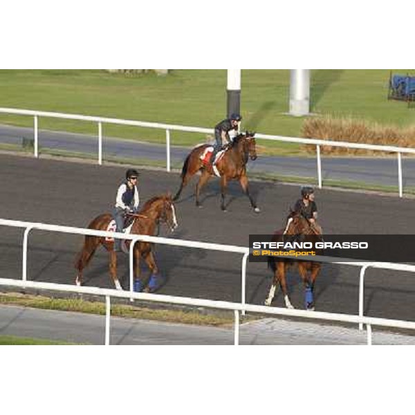 Morning track works at Meydan - Gitano Hernando Dubai - Meydan 24th march 2011 ph.Stefano Grasso