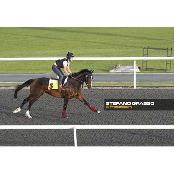Morning track works at Meydan - Wigmore Hall Dubai - Meydan 24th march 2011 ph.Stefano Grasso