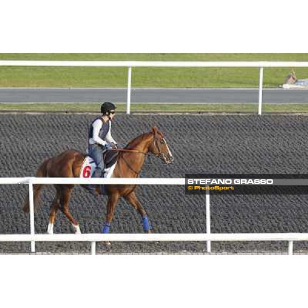 Morning track works at Meydan - Lucy Botti on Gitano Hernando Dubai - Meydan 24th march 2011 ph.Stefano Grasso