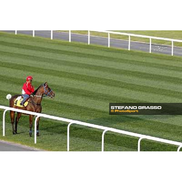 Morning track works at Meydan - Better than Ever Dubai - Meydan 24th march 2011 ph.Stefano Grasso