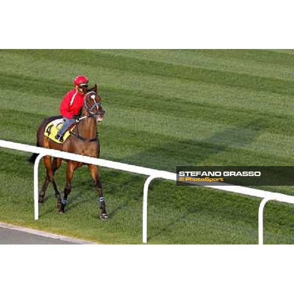Morning track works at Meydan - Better than Ever Dubai - Meydan 24th march 2011 ph.Stefano Grasso