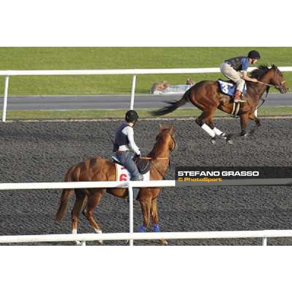 Morning track works at Meydan - Lucy Botti on Gitano Hernando and Make Music for Me Dubai - Meydan 24th march 2011 ph.Stefano Grasso