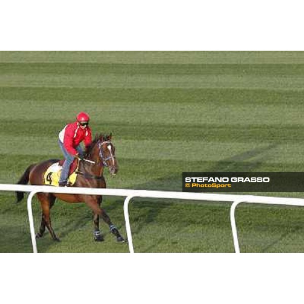 Morning track works at Meydan - Better than Ever Dubai - Meydan 24th march 2011 ph.Stefano Grasso