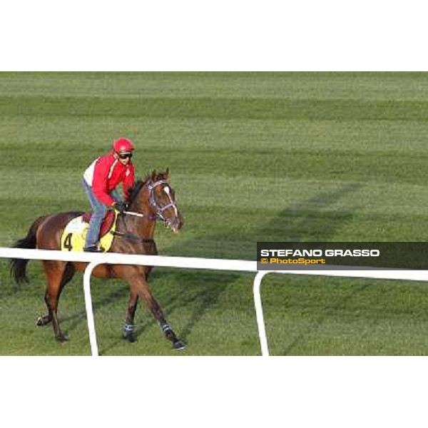 Morning track works at Meydan - Better than Ever Dubai - Meydan 24th march 2011 ph.Stefano Grasso