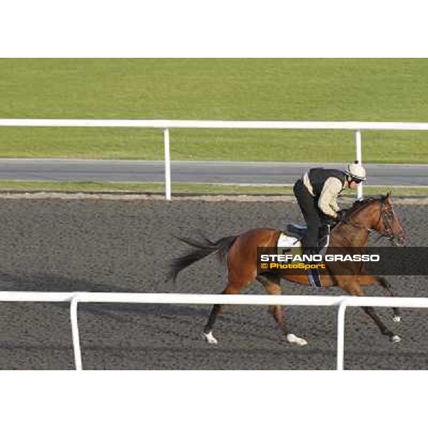 Morning track works at Meydan - Presvis Dubai - Meydan 24th march 2011 ph.Stefano Grasso