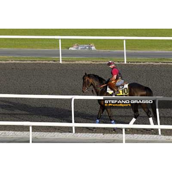 Morning track works at Meydan - Victors Cry Dubai - Meydan 24th march 2011 ph.Stefano Grasso