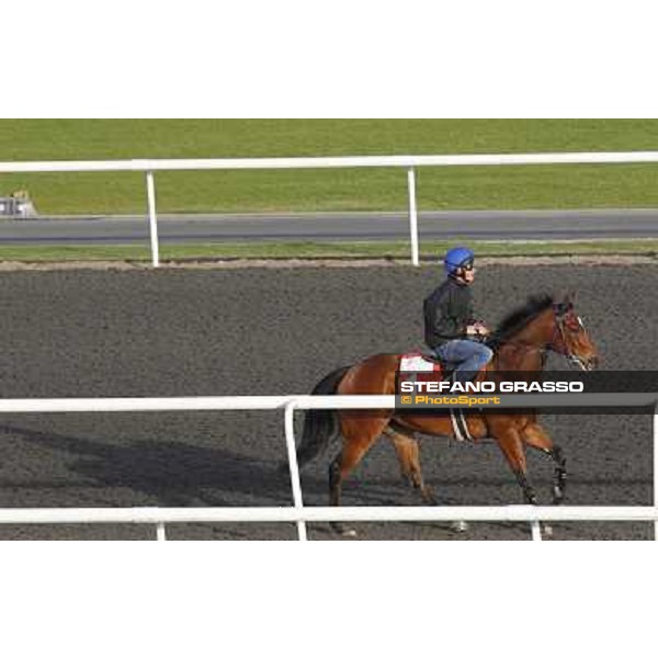 Morning track works at Meydan - J J The Jet Planet Dubai - Meydan 24th march 2011 ph.Stefano Grasso