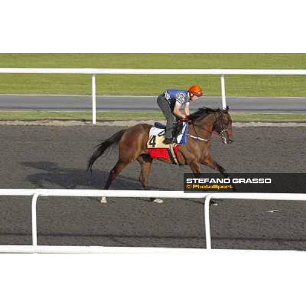 Morning track works at Meydan - Rocket Man Dubai - Meydan 24th march 2011 ph.Stefano Grasso