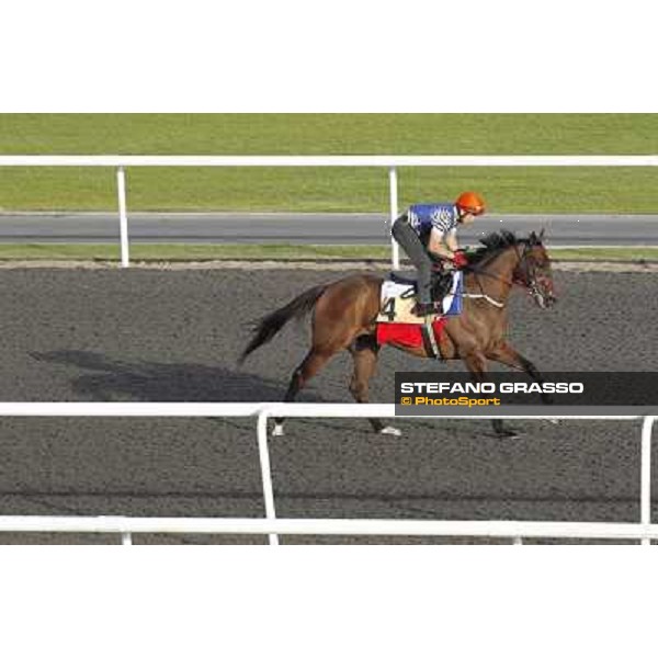 Morning track works at Meydan - Rocket Man Dubai - Meydan 24th march 2011 ph.Stefano Grasso