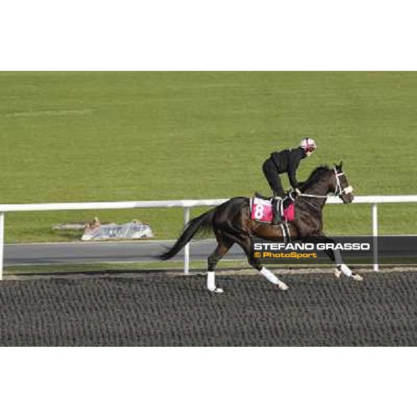 Morning track works at Meydan - Sweet Ducky Dubai - Meydan 24th march 2011 ph.Stefano Grasso