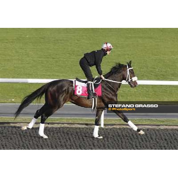 Morning track works at Meydan - Sweet Ducky Dubai - Meydan 24th march 2011 ph.Stefano Grasso