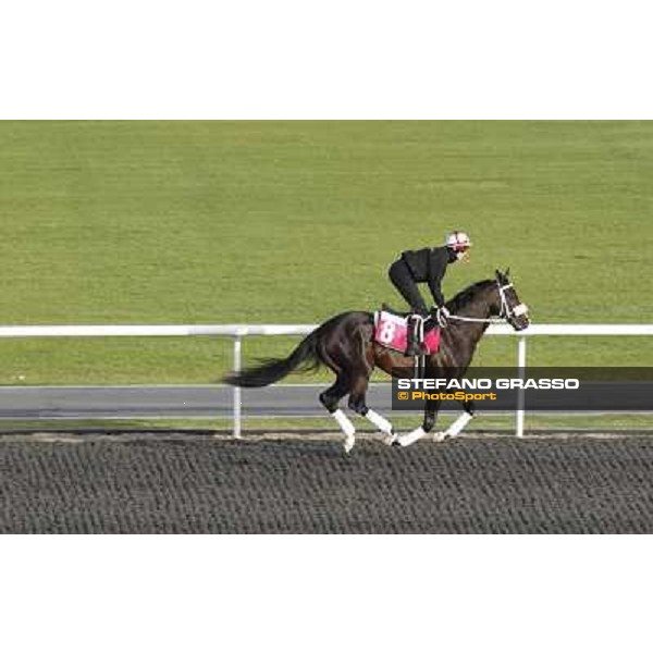 Morning track works at Meydan - Sweet Ducky Dubai - Meydan 24th march 2011 ph.Stefano Grasso