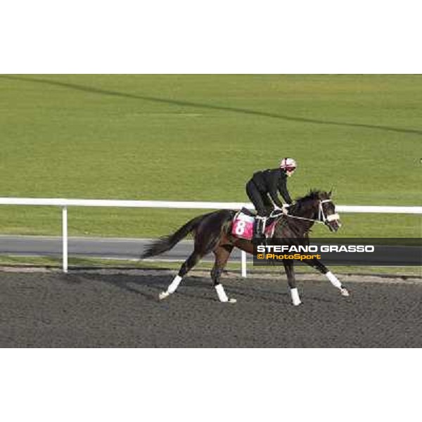 Morning track works at Meydan - Sweet Ducky Dubai - Meydan 24th march 2011 ph.Stefano Grasso